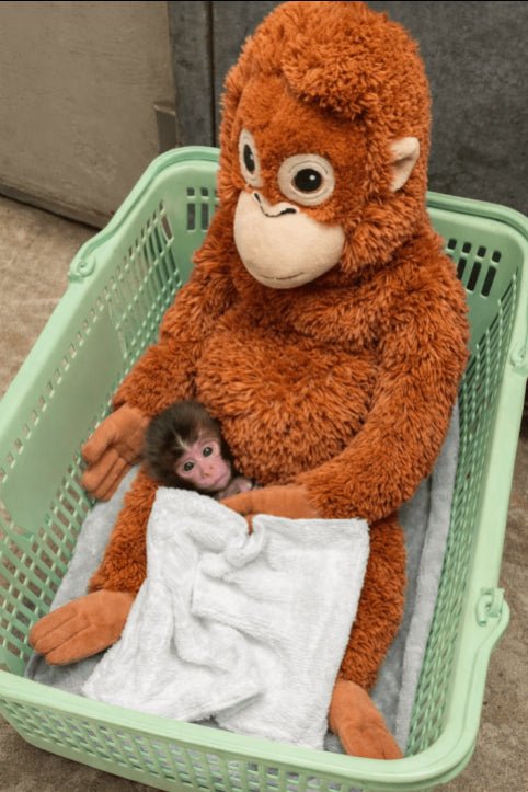 IKEA DJUNGELSK Cute Brown Orangutan - 26" - 104.028.41 | Punch's Best Friend - Kids Art Frames